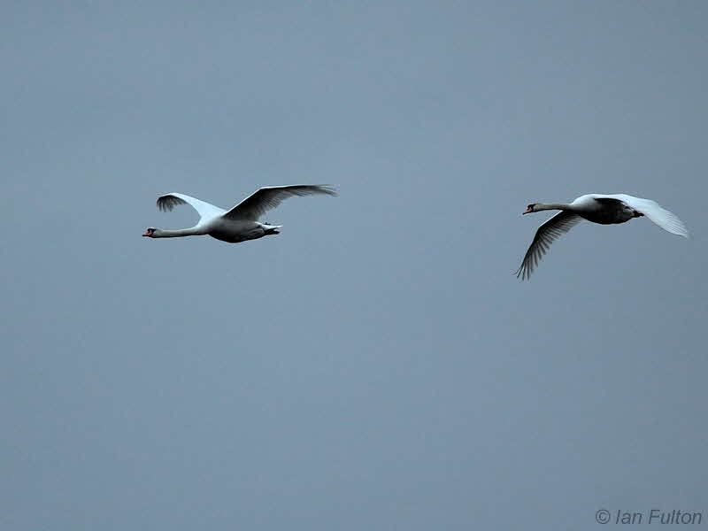 Mute Swan, Loch Lomond NNR, Clyde