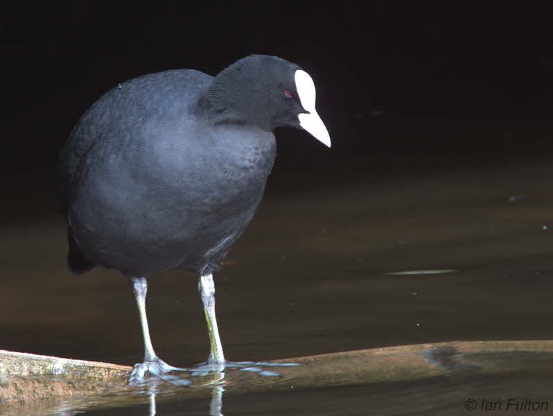 Coot, Hogganfield Loch, Glasgow