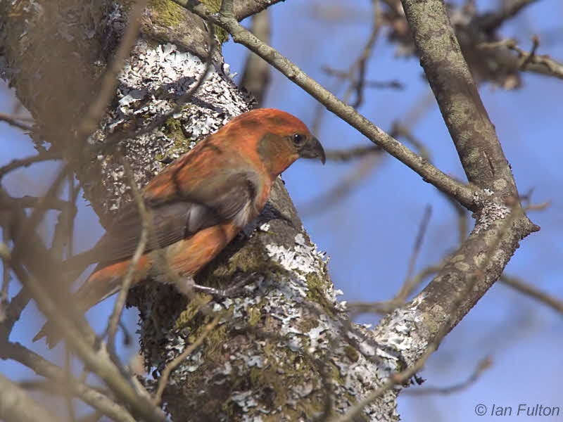 Common Crossbill (male), Drymen Road Cottage, Forth