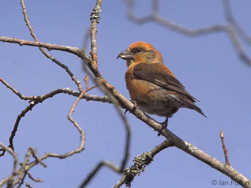 Common Crossbill (male), Drymen Road Cottage, Forth