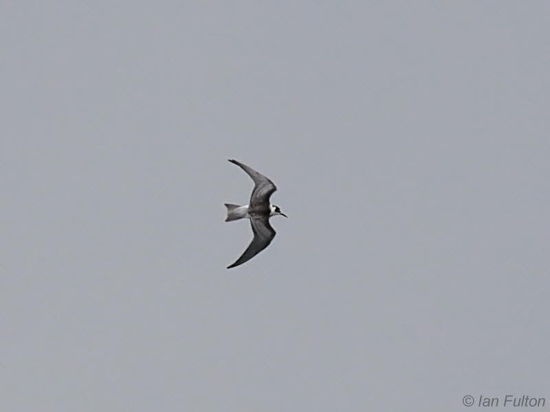 Black Tern, Hogganfield Loch, Clyde