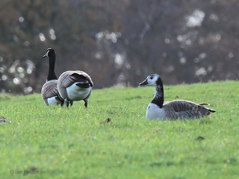 Canada Goose, Loch Lomond NNR, Clyde