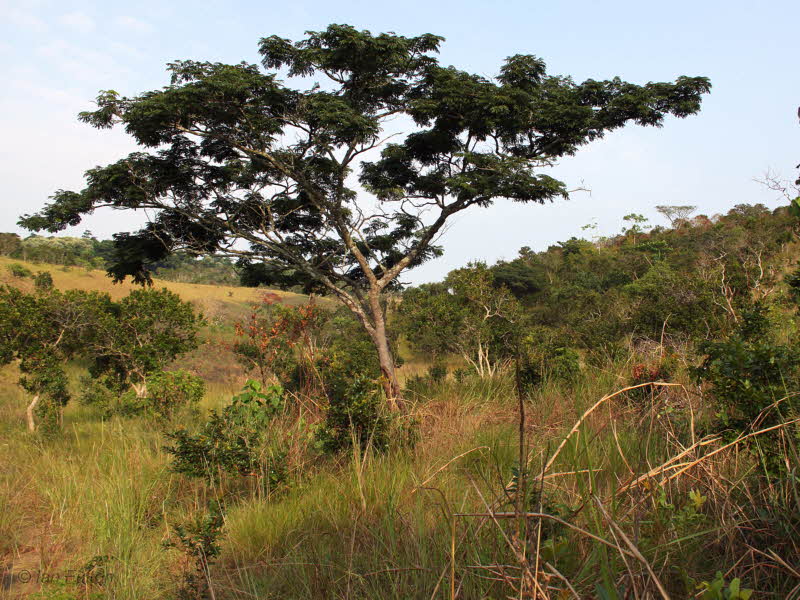 Mixed grass and woodland, Leconi, gabon