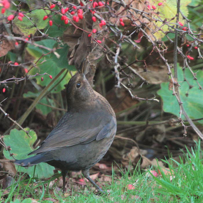 Blackbird, Baillieston, Glasgow