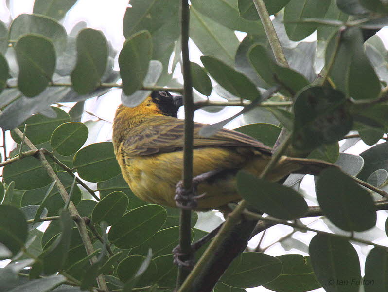 Loango Weaver, Port Gentil, Gabon