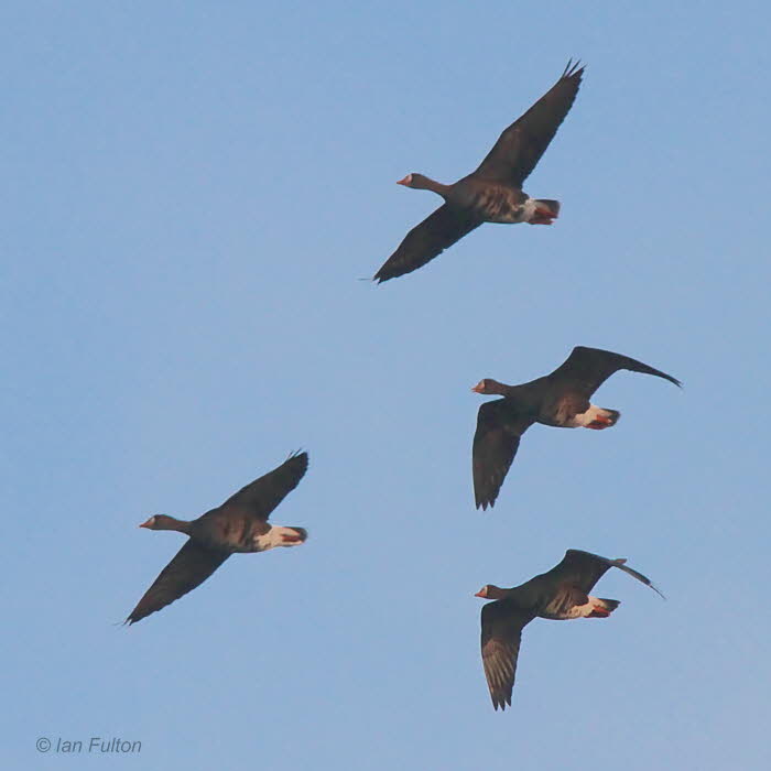 Greenland White-fronted Geese, Endrick Mouth, Clyde