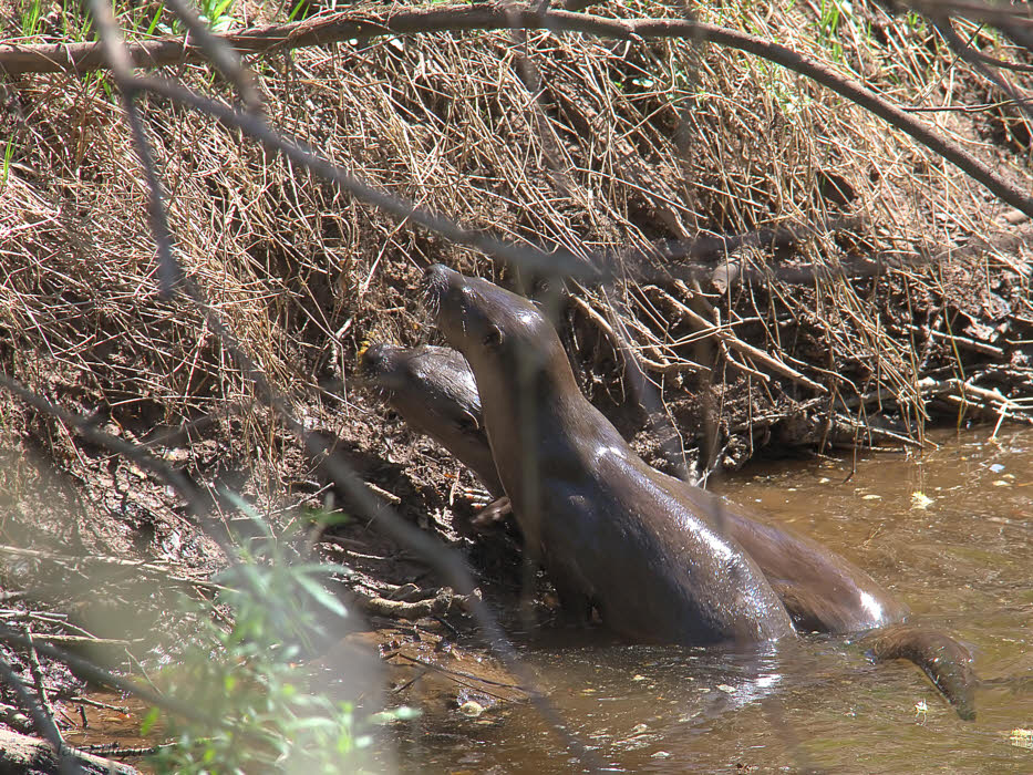 Otters, Loch Lomond NNR