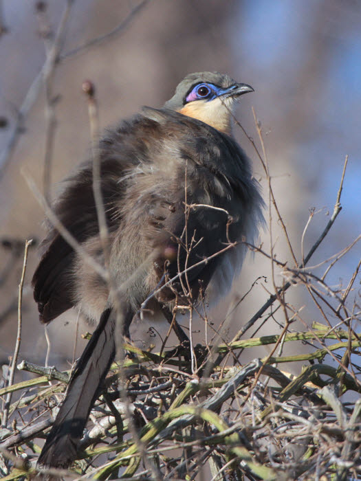 Green-capped Coua, Parc Mosa-Ifaty, Madagascar