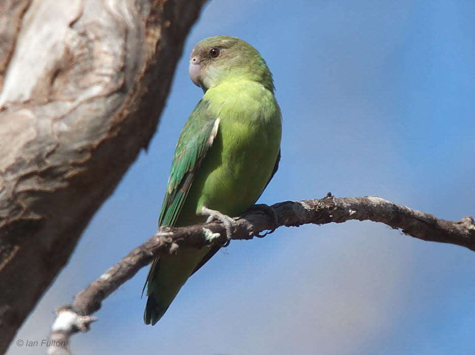 Grey-headed Lovebird, Kirindy NP, Madagascar