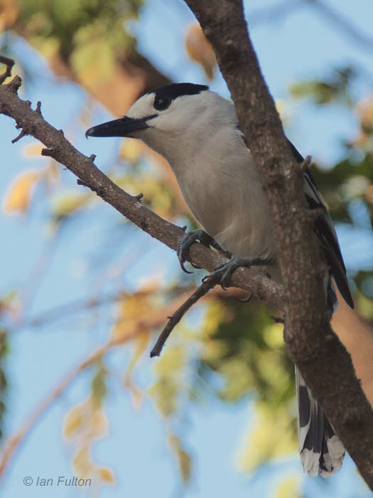 Hook-billed Vanga, Ifaty, Madagascar