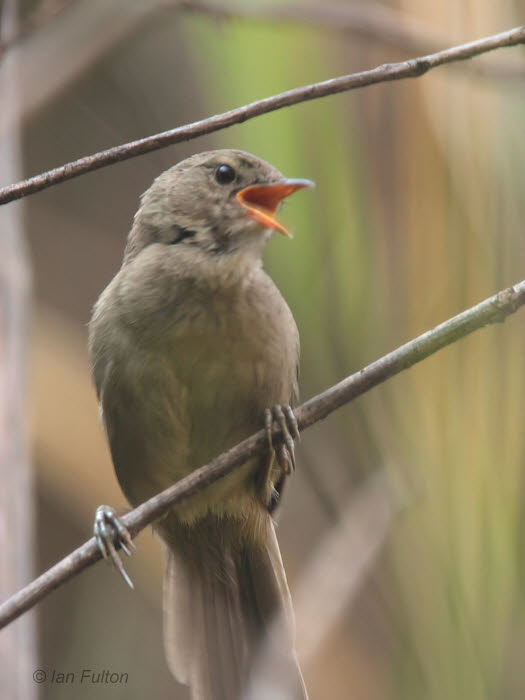 Madagascar Brush Warbler, Isalo NP, Madagascar