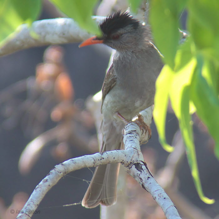 Madagascar Bulbul, Tsingy de Bemaraha, Madagascar