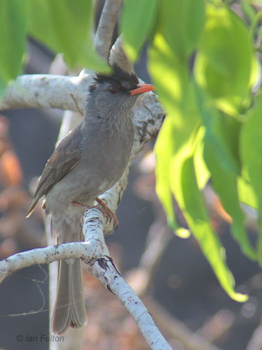 Madagascar Bulbul, Tsingy de Bemaraha, Madagascar