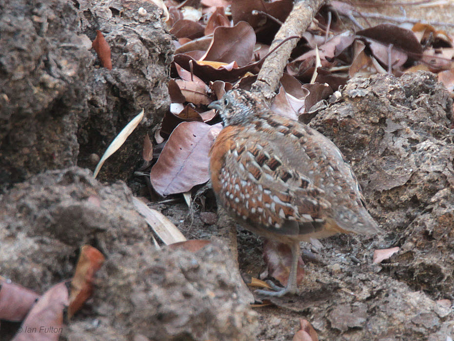 Madagascar Button-Quail, Kirindy NP, Madagascar