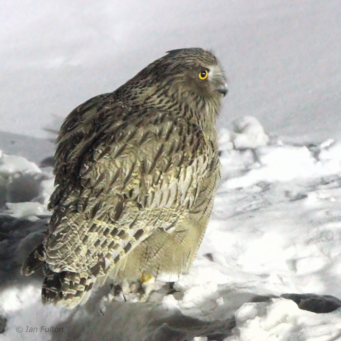 Blakistons Fish Owl, Minshuku Washi-no-yado, Rausu, Hokkaido, Japan