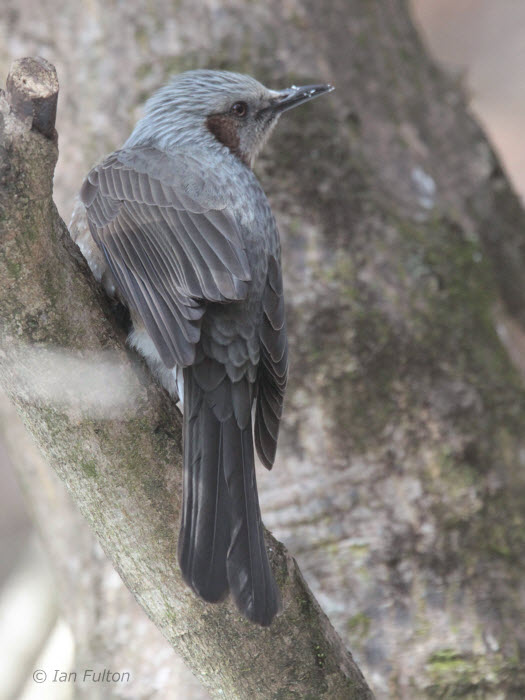 Brown-eared Bulbul, Karuizawa-Honshu, Japan