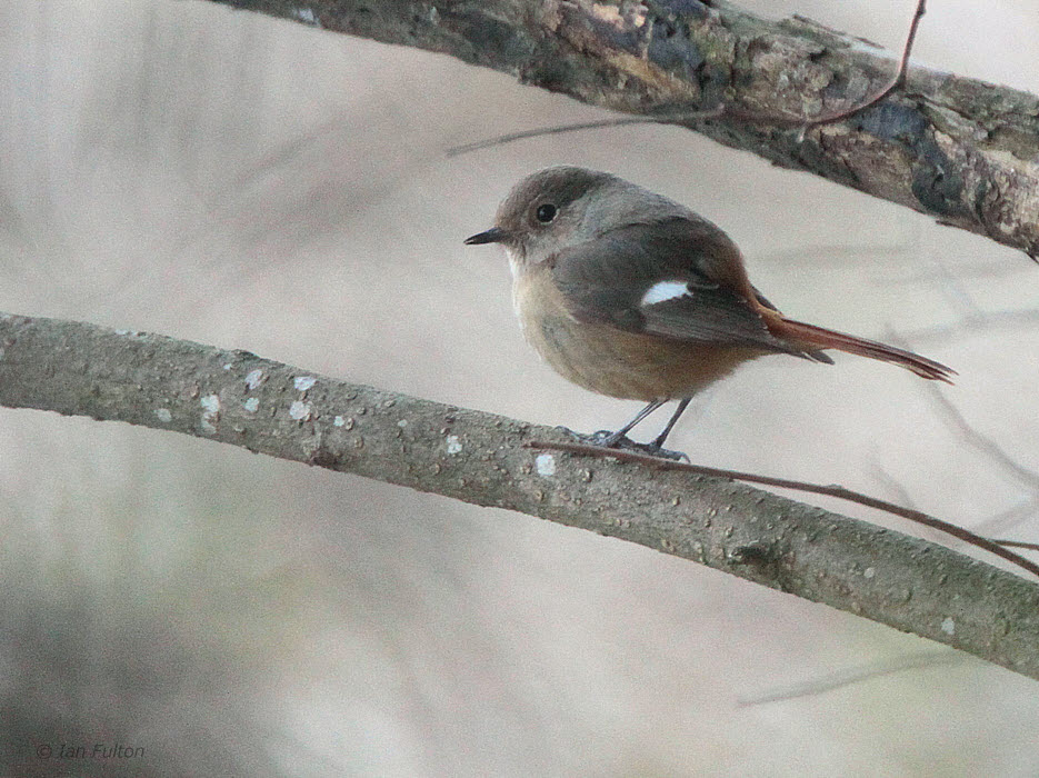 Daurian Redstart (female), Lake Miike, Kyushu, Japan