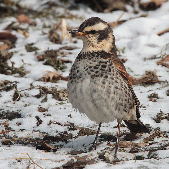 Dusky Thrush, Karuizawa, Honshu, Japan