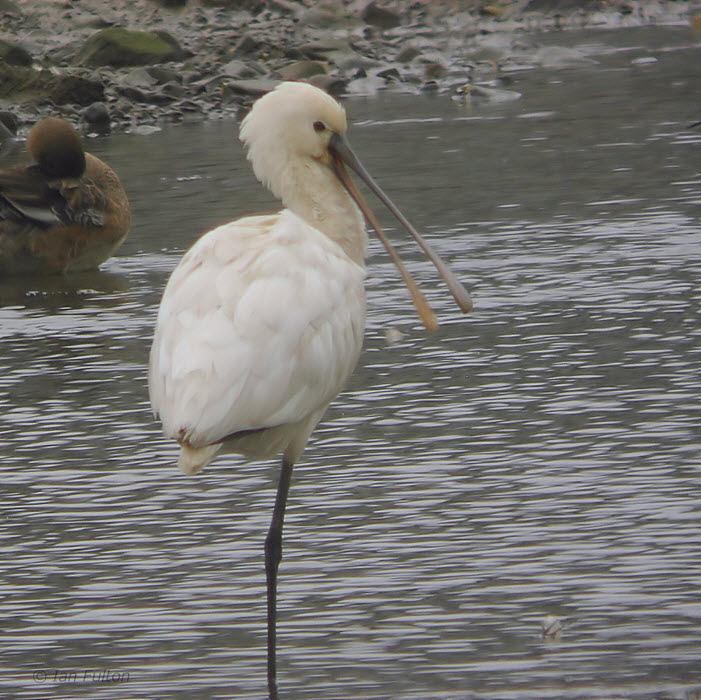 Eurasian Spoonbill, Izumi, Kyushu, Japan