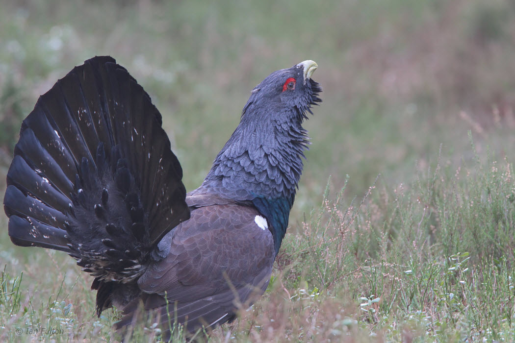 Capercaillie, Cairngorms National Park, Highland