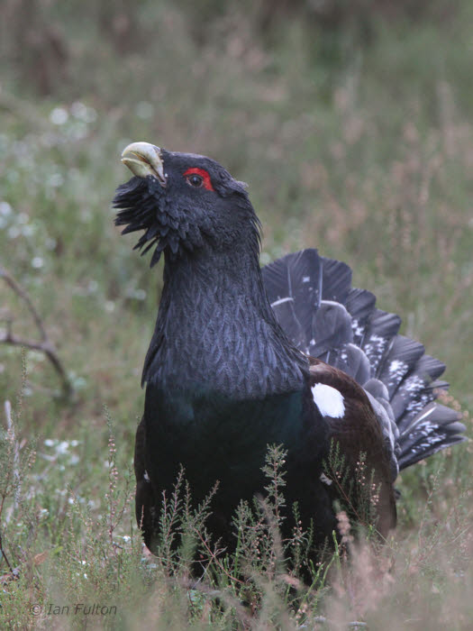 Capercaillie, Cairngorms National Park, Highland
