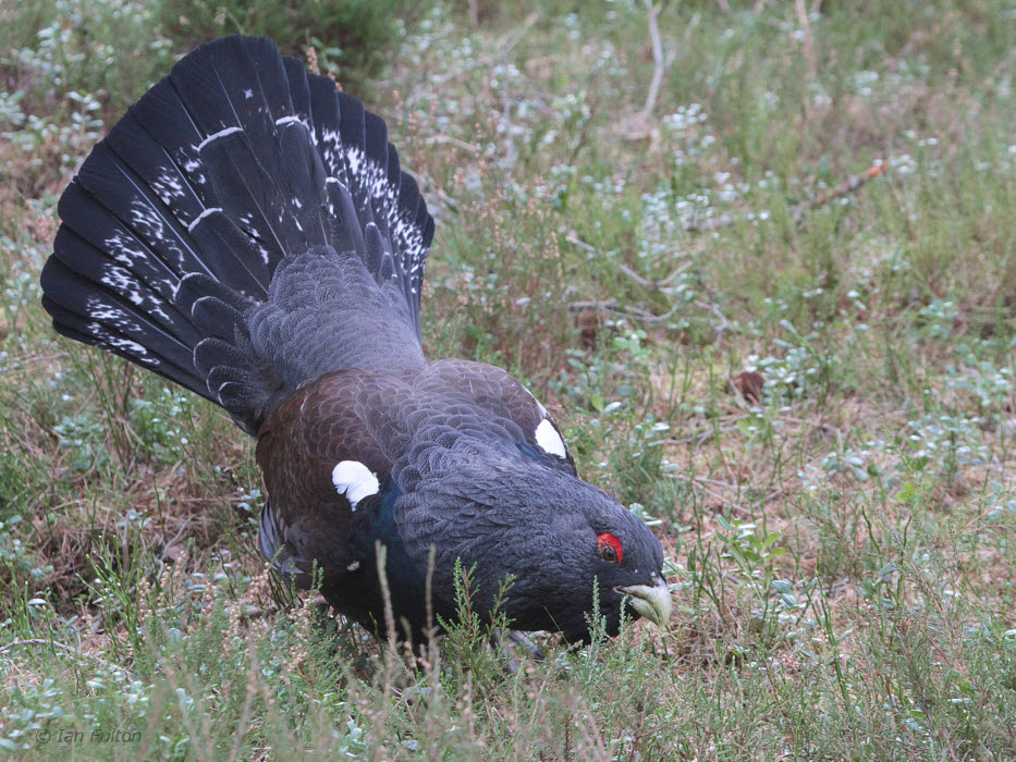 Capercaillie, Cairngorms National Park, Highland