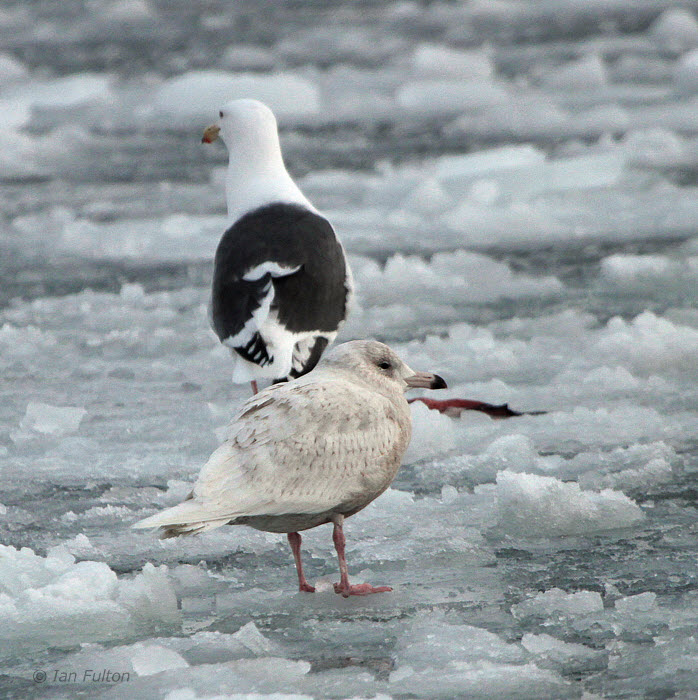 Glaucous Gull, Rausu Harbour, Hokkaido, Japan