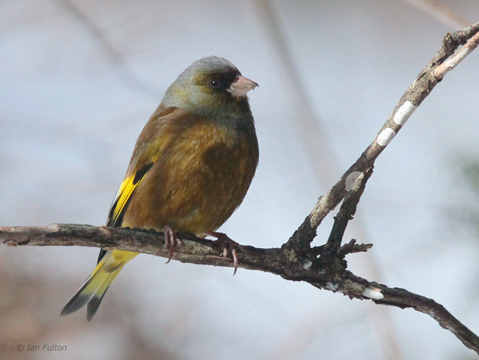 Grey-capped Greenfinch, Karuizawa, Honshu, Japan