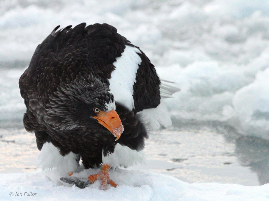Stellers Sea Eagle, Rausu, Hokkaido, Japan