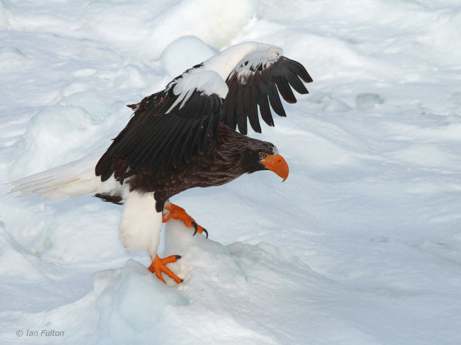 Stellers Sea Eagle, Rausu, Hokkaido, Japan