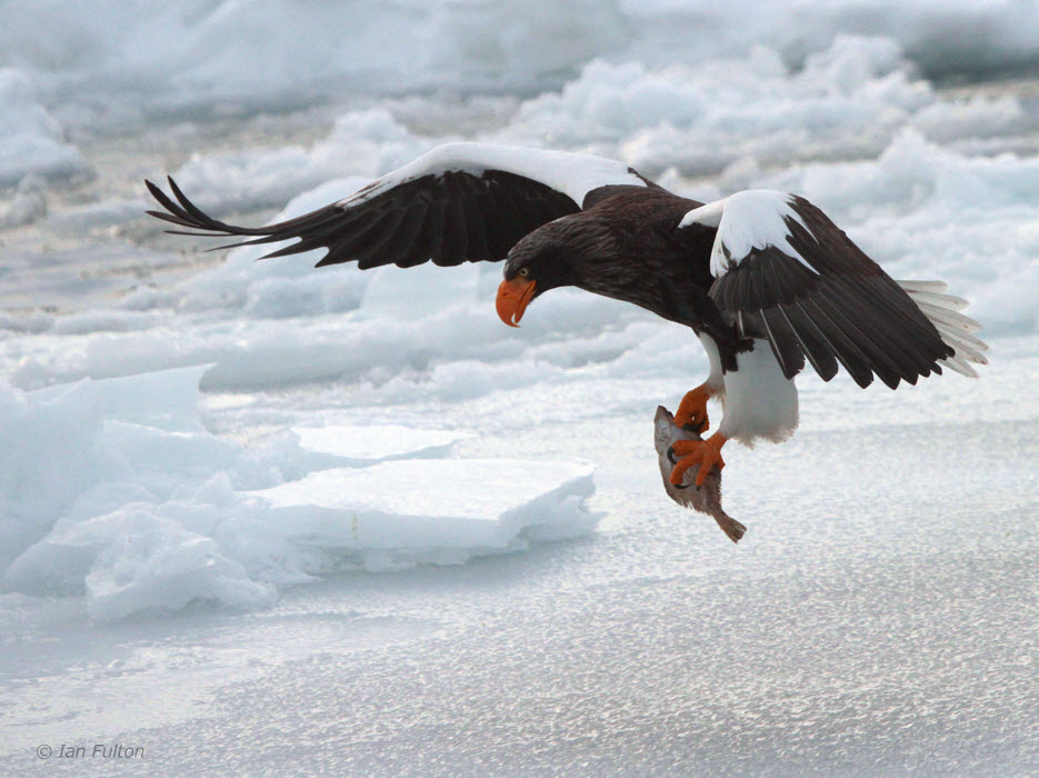 Stellers Sea Eagle, Rausu, Hokkaido, Japan