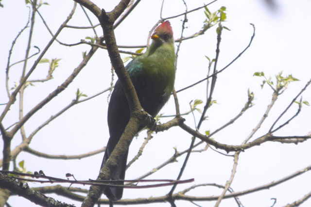 Bannermans Turaco, near Bamenda, Cameroon