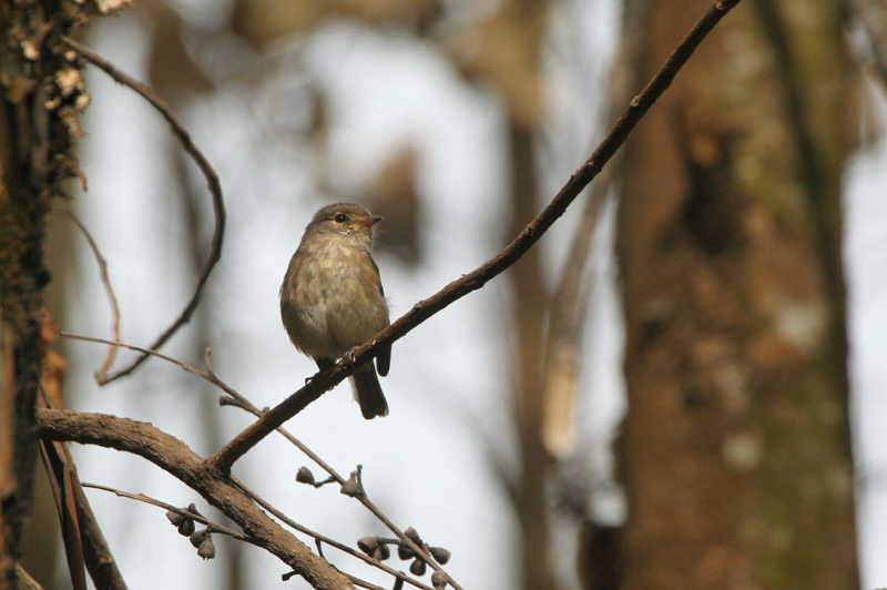 Dusky Flycatcher, Lake Awing, Cameroon