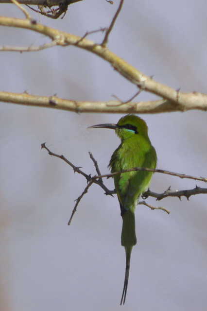 Little Green Bee-eater, Waza NP, Cameroon