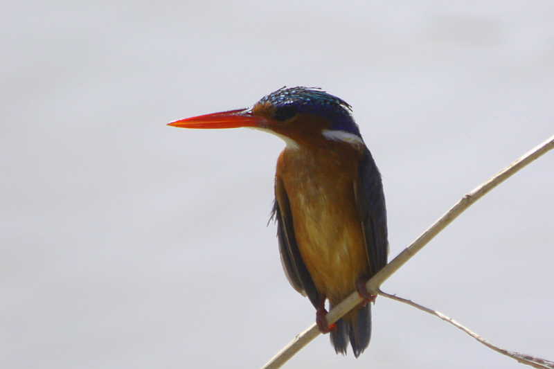 Malachite Kingfisher, Waza NP, Cameroon