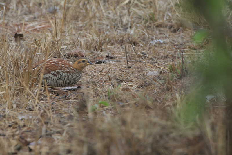 Schlegels Francolin, Ngaoundaba, Cameroon