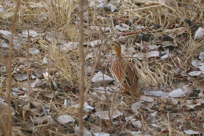 Schlegels Francolin, Ngaoundaba, Cameroon