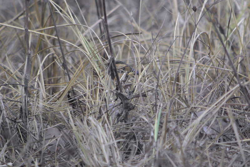 Schlegels Francolin, Ngaoundaba, Cameroon