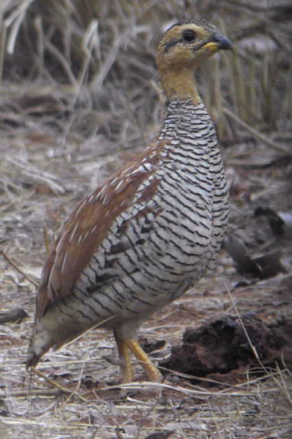 Schlegels Francolin, Ngaoundaba, Cameroon