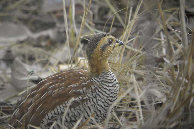 Schlegels Francolin, Ngaoundaba, Cameroon