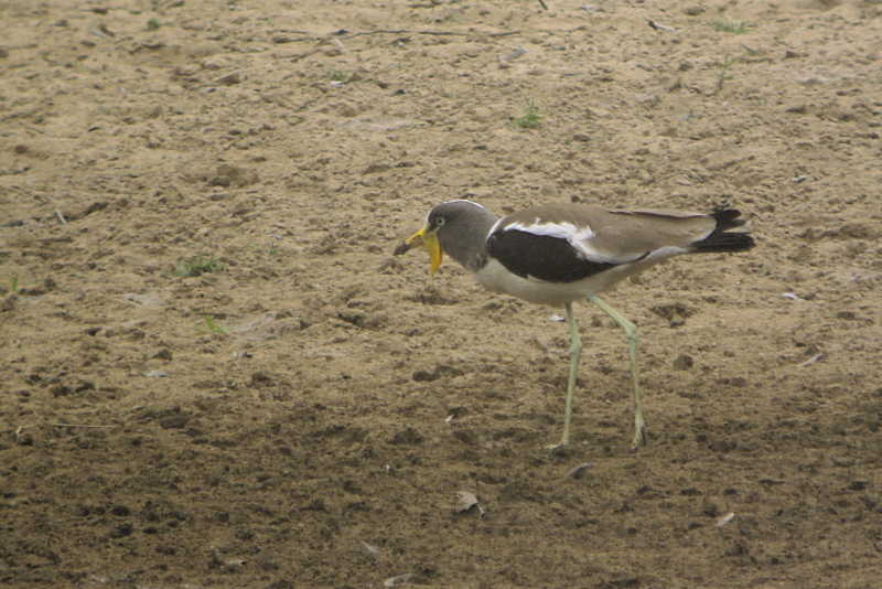 White-headed Lapwing, Benoue River, Cameroon