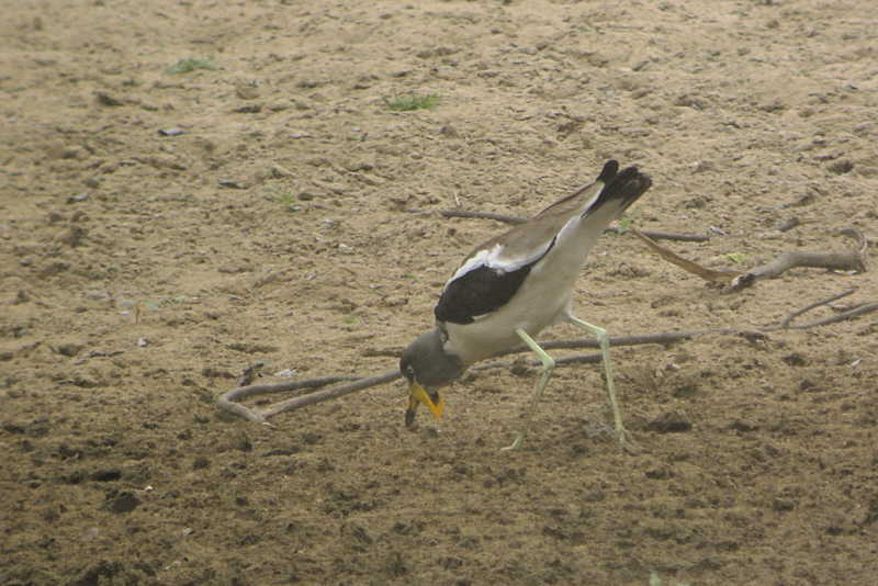 White-headed Lapwing, Benoue River, Cameroon