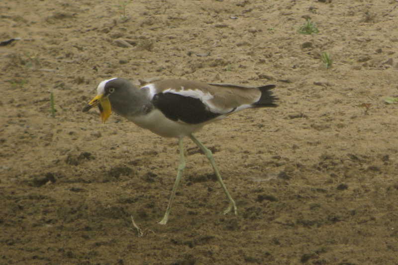 White-headed Lapwing, Benoue River, Cameroon