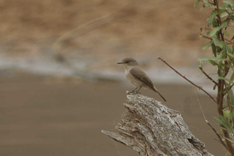 Gambaga Flycatcher