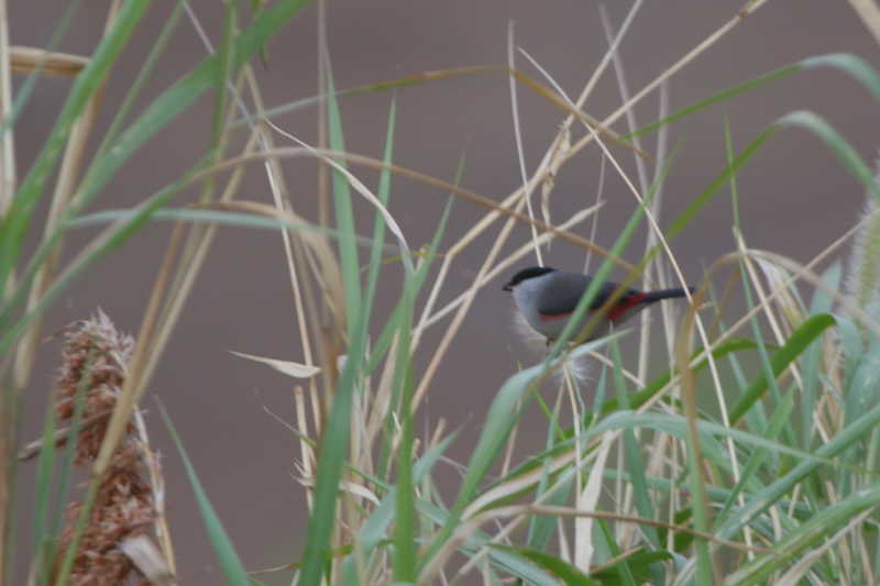 Black-crowned Waxbill