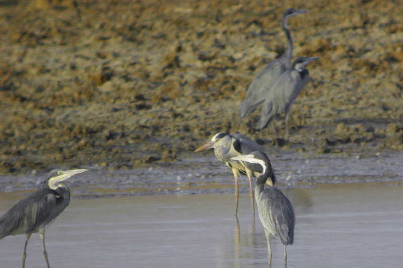 Black-headed Heron