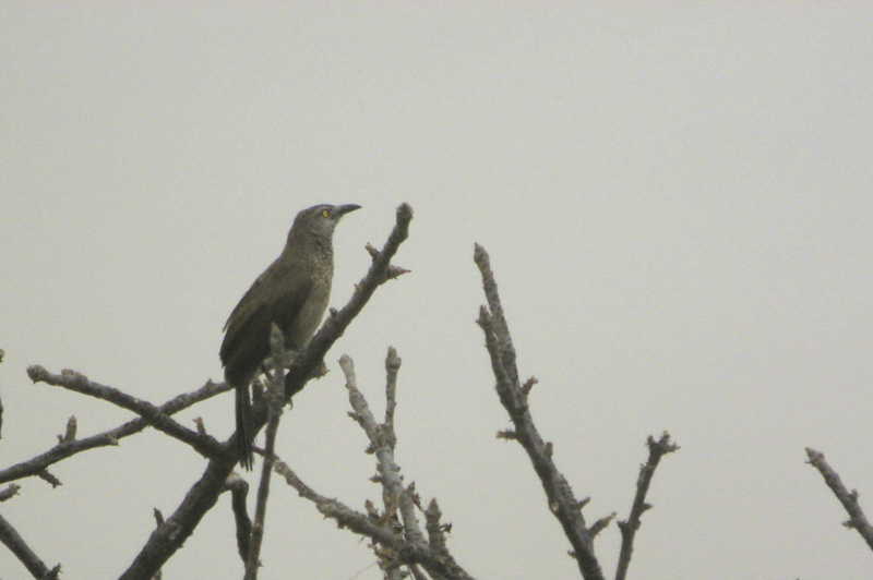 Brown Babbler
