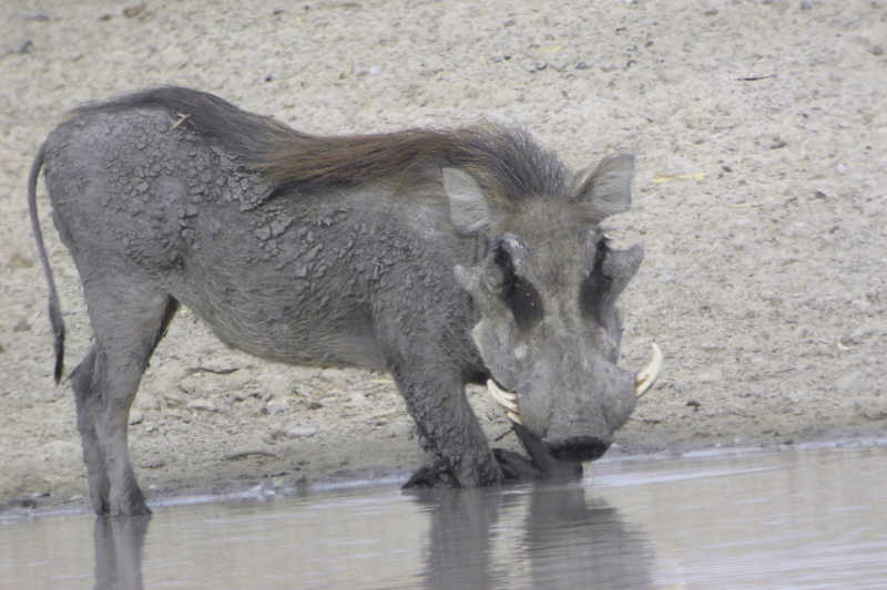 Warthog