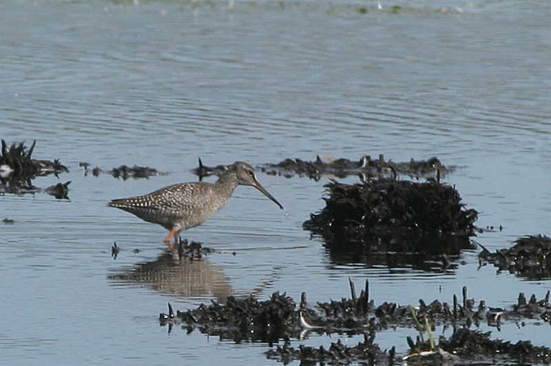 Spotted Redshank, Robroyston Park Local Nature Reserve (LNR) Glasgow,  24th August 2006