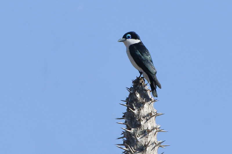 Chabert Vanga, Parc Mosa-Ifaty, Madagascar